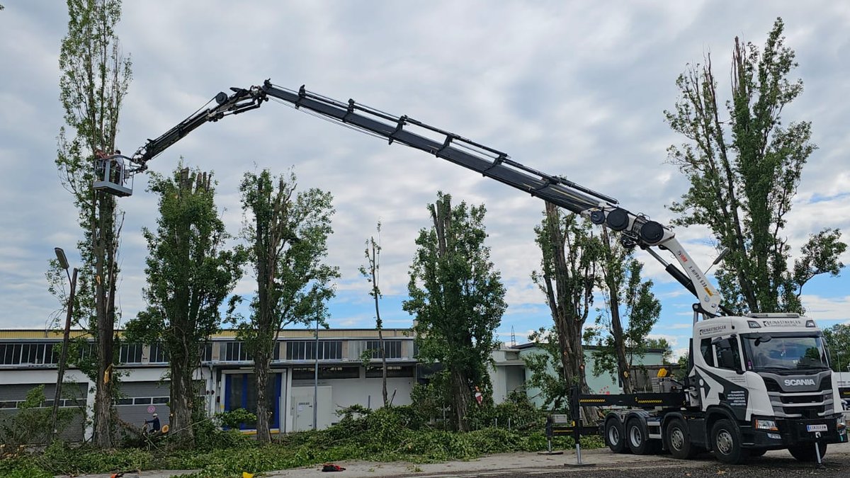 LKW Pappelschnitt